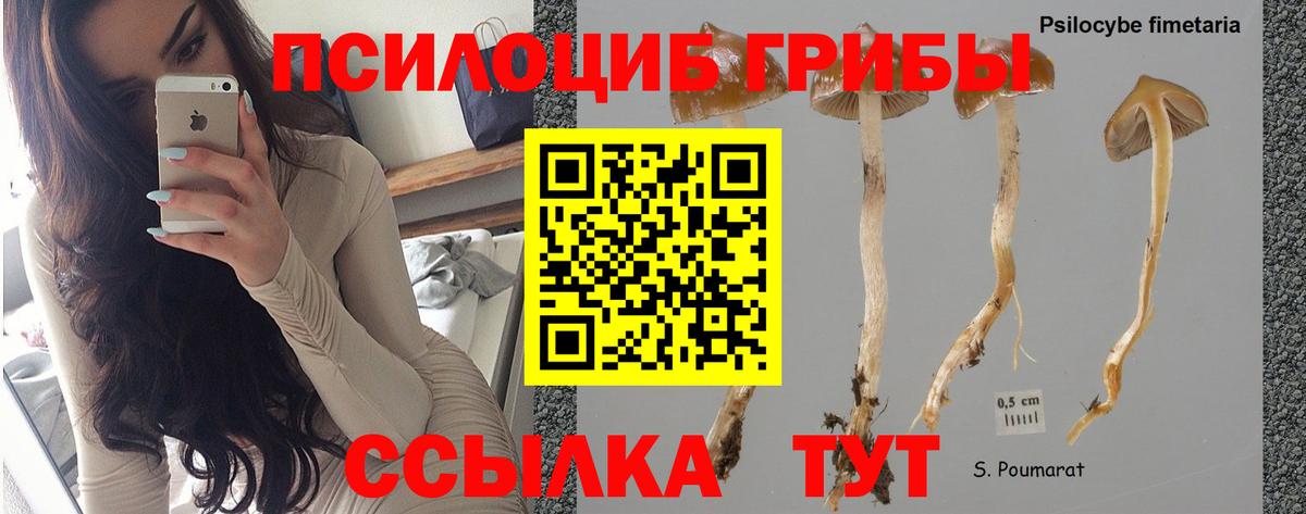 Иваново  Псилоцибиновые грибы Cubensis  Галлюциногенные грибы прущие грибы  Вход с VPN 